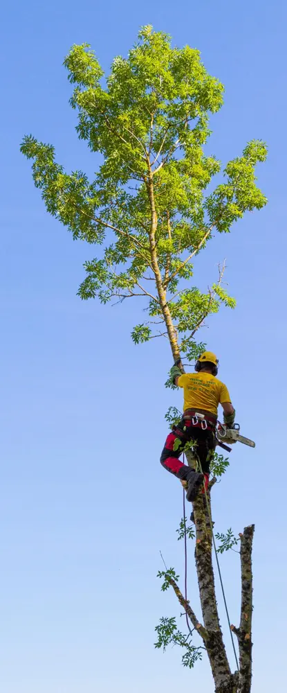 Un arbre en train d'être élagué.